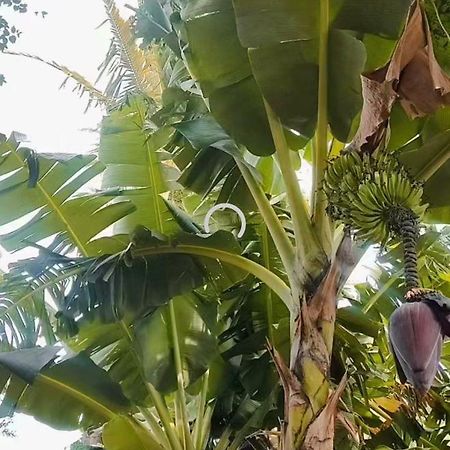 Pe De Pitanga - Unica Casa Arborizada Do Quarteirao Com Arvores Frutiferas Maringá Екстериор снимка