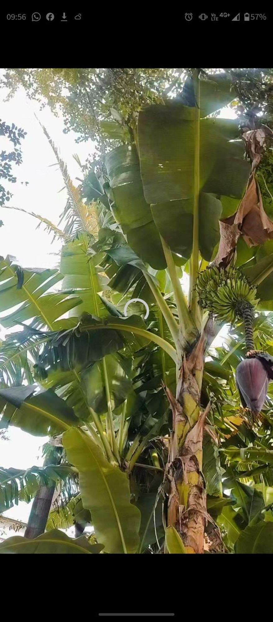 Pe De Pitanga - Unica Casa Arborizada Do Quarteirao Com Arvores Frutiferas Maringá Екстериор снимка
